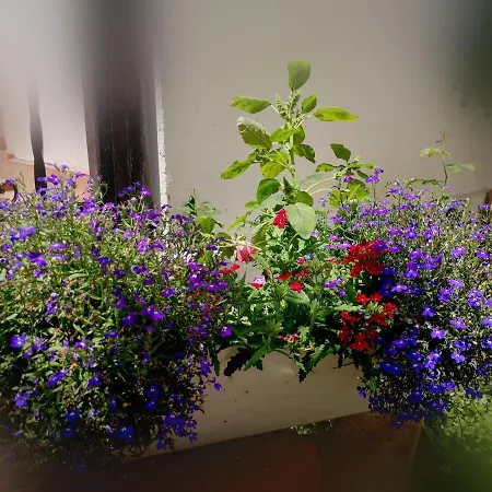 Апартаменты Casa Fotografului Marines *