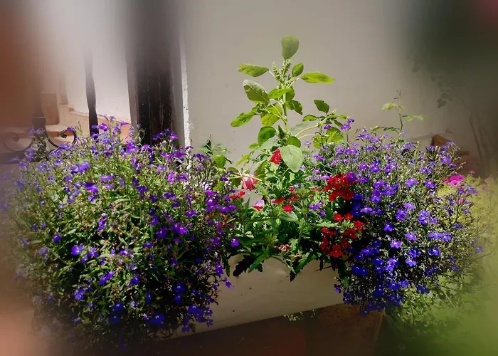 Apartament Casa Fotografului Marines *